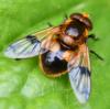 Volucella inflata